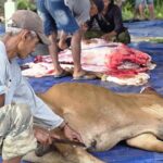PT TIM Hewan Kurban 2026 Belitung
